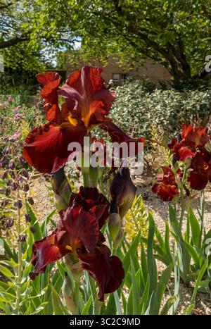 Close up of dark red bearded iris irises flowering flowers flower in garden in summer England UK United Kingdom GB Great Britain Stock Photo