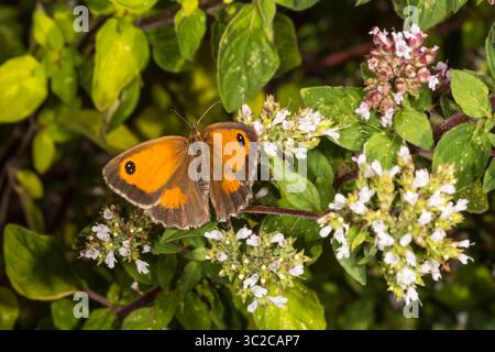Gatekeeper or hedge brown butterfly, Pyronia tithonus, on an oregano plant in a Norfolk garden. Stock Photo