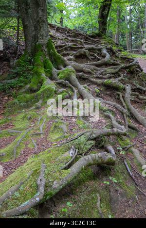 A tree with roots growing out of it. The roots are green and growing out of the ground Stock Photo