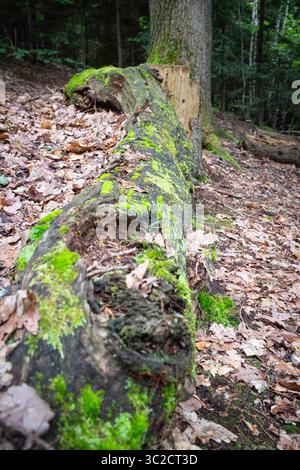 A large tree trunk covered in moss and leaves. The moss is green and the leaves are brown. The tree trunk is on a hillside and he is rotting Stock Photo