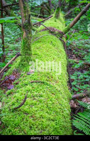 A moss covered log in a forest. The moss is green and covers the log from top to bottom Stock Photo