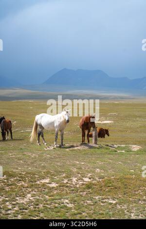 Horses in the steppe. A small herd of horses in a field Stock Photo - Alamy