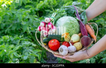 Fresh Organic Vegetables in Wicker Basket from Garden Harvest. Stock Photo