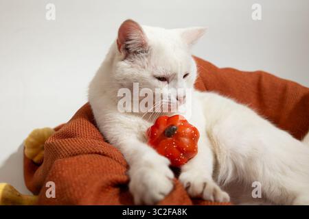 A white cat is comfortably nestled in a warm, orange blanket, gently holding a small pumpkin. Stock Photo