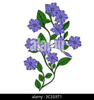 Delicate vector illustration of a periwinkle branch with vibrant purple flowers and lush green leaves, showcasing intricate details and a graceful, na Stock Vector