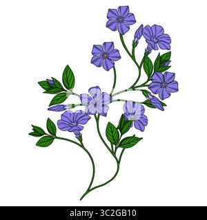 Delicate vector illustration of a periwinkle branch with blooming flowers and buds, detailed line art style with vibrant purple and green colors, perf Stock Vector