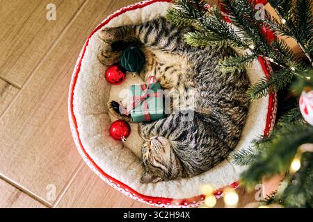Cute tabby cat sleeping under christmas tree Stock Photo