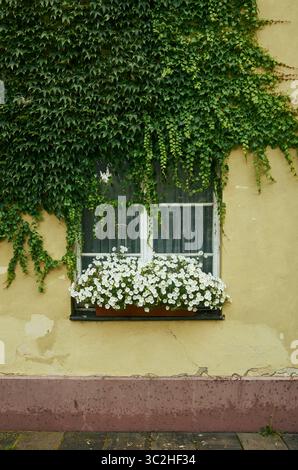 Window with a white curtain and a plant in a pot. The plant is white and the window is open, allowing fresh air to circulate. The window is situated o Stock Photo