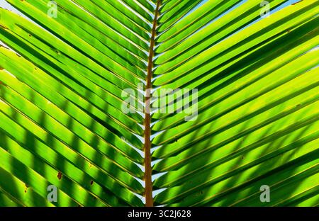 Close-up image of a vibrant green coconut palm leaf glowing in the sun. The silhouette of another palm leaf casts a clear shadow on the surface Stock Photo