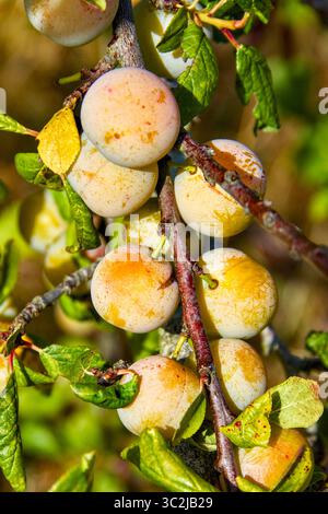 Mirabelle plums (Prunus domestica) growing on semi-wild trees - central France. Stock Photo