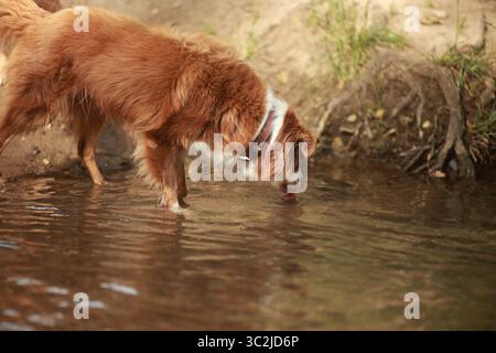 Dog is drinking water from a river Stock Photo