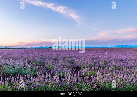 A tranquil lavender field captured during the blue hour in Provence, France. The soft, cool tones of twilight gently blend with the fading purple of t Stock Photo
