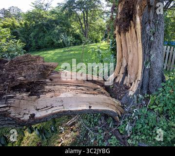 Old giant oak tree split open by storm. Stock Photo
