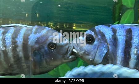 Mbuna Cichlids fighting close up in the tank Stock Photo