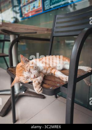 A photo of a brown and white cat happily napping on a chair in a minimarket. Stock Photo