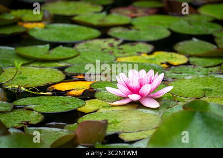 Pink Water Lily Blooming on Green Lily Pads Stock Photo