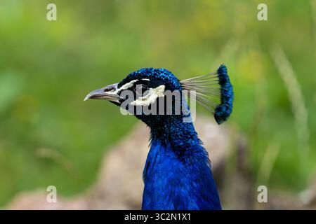 Striking Profile of a Vibrant Indian Peacock Stock Photo