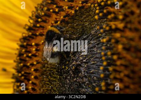 Bumblebee Gathering Pollen on Sunflower Head Stock Photo