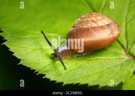 Snail with brown snail shell on a green leaf Stock Photo