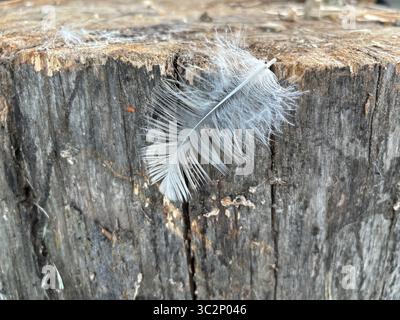 white fluffy feathers of a bird on a tree Stock Photo