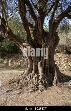 An ancient olive tree stands with a massive, gnarled trunk, twisted bark and sprawling roots, in the Judea mountains, Israel. Stock Photo