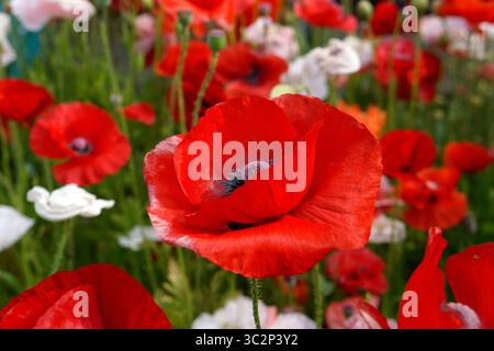 Red and white poppies (Papaver rhoeas) growing in a garden Stock Photo