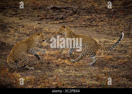 Two playful young leopards. Stock Photo