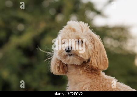 Portrait of a cute small dog with fluffy fur, sitting outdoors in soft light, calm and friendly, perfect for pet lovers. Stock Photo