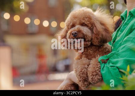 Joyful poodle dog closeup in owners arms outdoors in city showing love for animals happy pet and urban lifestyle concept Stock Photo