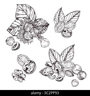 A set of vector compositions of nuts, hazelnuts, walnuts, pecans, macadamias, tree leaves. All objects are hand-drawn in vector. For printing on Stock Vector