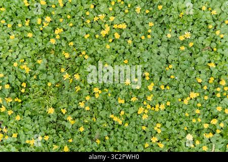 A lush carpet of vibrant green leaves with numerous small yellow flowers scattered throughout, creating a cheerful and natural spring background Stock Photo