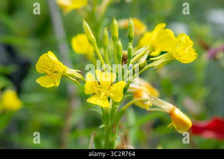 Evening Primrose flowers Stock Photo