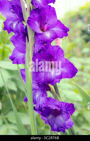Purple gladiolus flower with raindrops Stock Photo