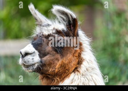alpaca in the Alpacas Zeelandia alpaca rescue center Stock Photo