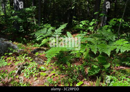 A detailed view of ferns and various plants growing on a sun-dappled forest floor Stock Photo