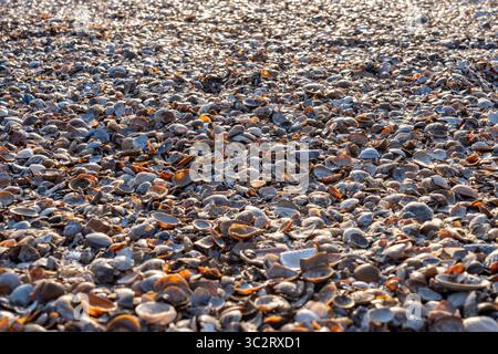 mussels on the beach on the Dutch North Sea coast Stock Photo