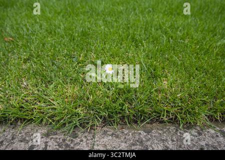 A single white daisy growing in lush green grass by a path Stock Photo
