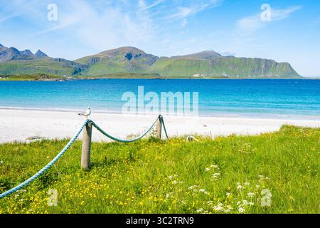 Seagull bird on green meadow near Ramberg beach in summer, Lofoten Islands, Norway Stock Photo