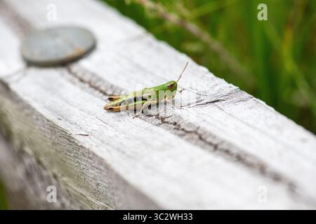 Female common meadow grasshopper (Chorthippus parallelus), the only flightless grasshopper in the UK Stock Photo