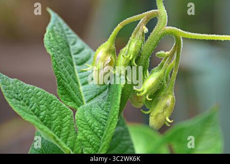 Hauptnahrungsmittel in Deutschland Die Knospen einer Kartoffelpflanze zur Sommerzeit *** Staple food in Germany The buds of a potato plant in summertime Stock Photo