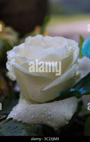 Wet white rose, with dense and delicate petals covered in water droplets. The blurred background in shades of green and a touch of blue highlight Stock Photo