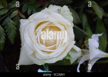 Wet white rose with delicate petals and a cream-colored center. Water droplets cover the petals, and a dark, blurred background with green vegetation Stock Photo