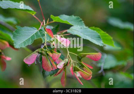 Close-up view of maple seeds at the end of a branch, red in color Stock Photo