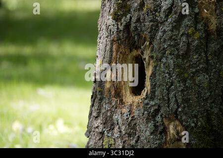 Close-up of a tree trunk with a large hole in it, likely created by a woodpecker. The details of the bark show rich textures. Stock Photo