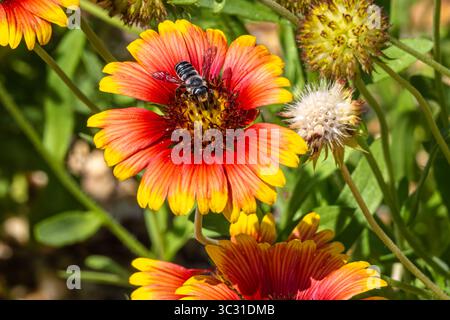 A leafcutter bee on a blanketflower at the Atlanta Botanical Garden in Midtown Atlanta, Georgia. (USA) Stock Photo