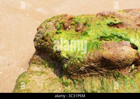 Marine algae, bright green seaweed using a specialized structure called holdfast to adheres to the rocks on seashore Stock Photo
