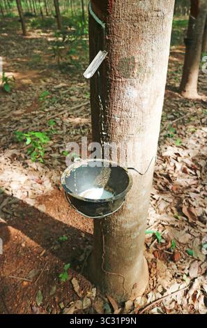 Rubber Tree Extract Rubber tapping in rubber tree garden. Natural latex extracted from para ...