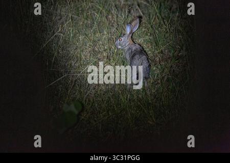 Scrub Hare At Night Stock Photo