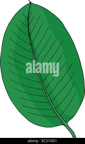 Tropical green ficus leaf in doodle style. Hand drawn vector isolated element for design. Stock Vector