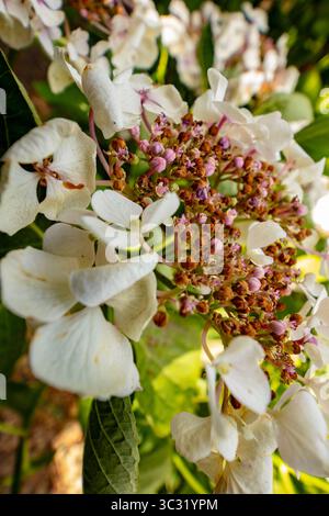 Natural very close up, semi-abstract, flowering plant portrait of Hydrangea macrophylla 'Wedding Gown'PBR (Double Delights Series) blooming.anatomy Stock Photo